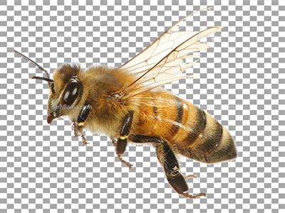تصویر با کیفیت زنبور عسل بدون پس زمینه